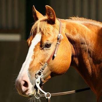 Horse portrait with tack